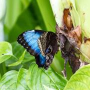 Le morpho bleu