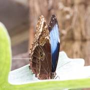 Le morpho bleu