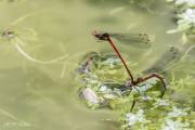 Libellules sympetrum rouges