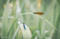 Demoiselles au repos