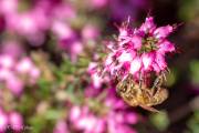 Premières abeilles