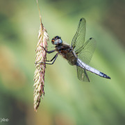 Insectes, papillons