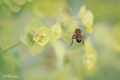 Butinage de l'abeille