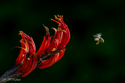 La fleur de Phormium et l'abeille