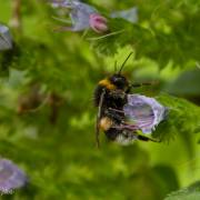 Insectes, papillons