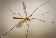 Tipule (Cousin)