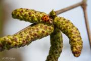 Coccinelle sur une fleur de bouleau