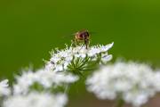 Abeille au travail