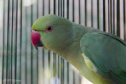 Coco, Cuba