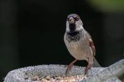 Moineau domestique