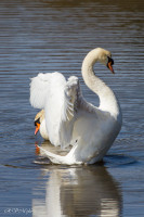 Un cygne peut en cacher un autre