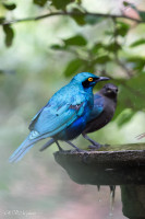 Choucador de Burchell, Afrique du Sud