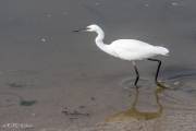 Aigrette garzette