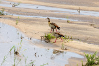 Oie d'Egypte, Afrique du Sud