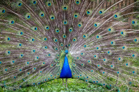 Sa majesté le paon