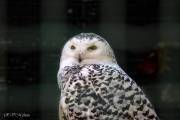 Harfang des neiges, zoo de Pont-Scorff