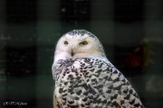 Harfang des neiges, zoo de Pont-Scorff