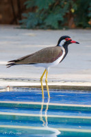 Vanneau indien, Achrol, Inde