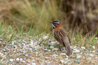 Bruant Chingolo,Pérou