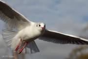 Mouette rieuse