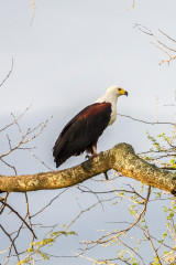 Pygargue vocifère, Afrique du Sud