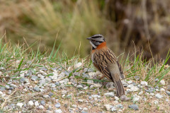 Bruant Chingolo,Pérou