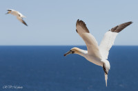 Fou de Bassan, Ile Bonaventure, Canada