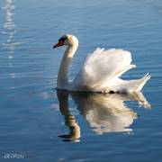 Cygne blanc