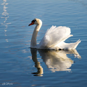 Cygne blanc