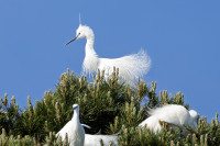 Aigrette garzette au sommet de la héronnière