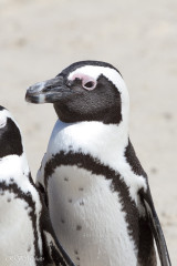 Manchots du Cap, Afrique du Sud