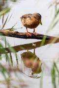 Canard Colvert pensif