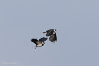 Vanneaux huppés en vol