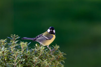 Mésange charbonnière