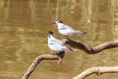 Sternes Pierregarin, Afrique du Sud