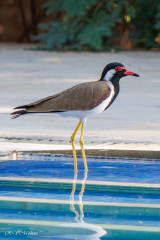 Vanneau indien, Achrol, Inde