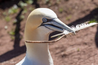 Fou de Bassan, Ile Bonaventure, Canada