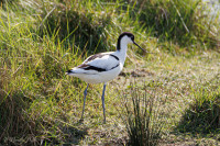 Avocette élégante