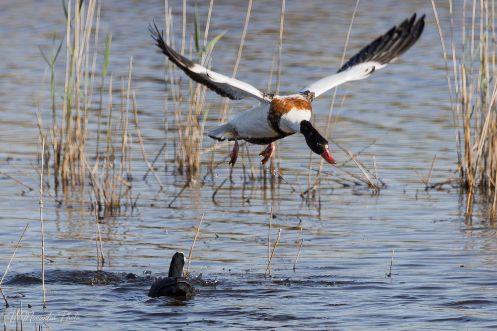 Tadorne de Belon et Foulque noire