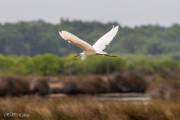 Aigrette garzette