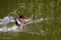 Amerrissage d'une galinule, poule d'eau