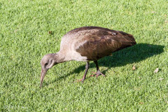 Ibis Hagedash, Afrique du Sud