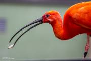 Ibis rouge