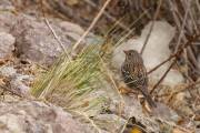 Moineau? (Pérou)