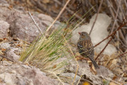 Bruant, Pérou