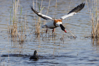 Tadorne de Belon et Foulque noire