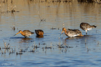 Barges à queue noire