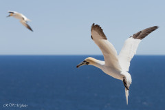 Fou de Bassan, Ile Bonaventure, Canada