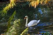 Cygne tuberculé