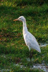 Héron garde boeuf, Agra, Inde